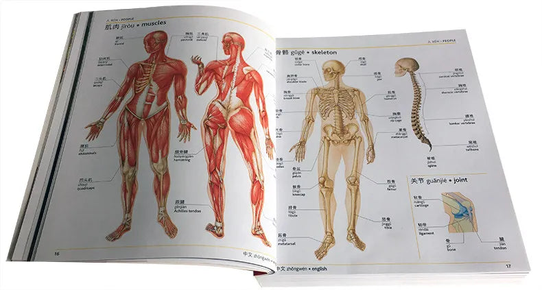 New Dictionary English Chinese Japanese Korean Russian German French Portuguese Global Languages Color Illustrated Dictionary